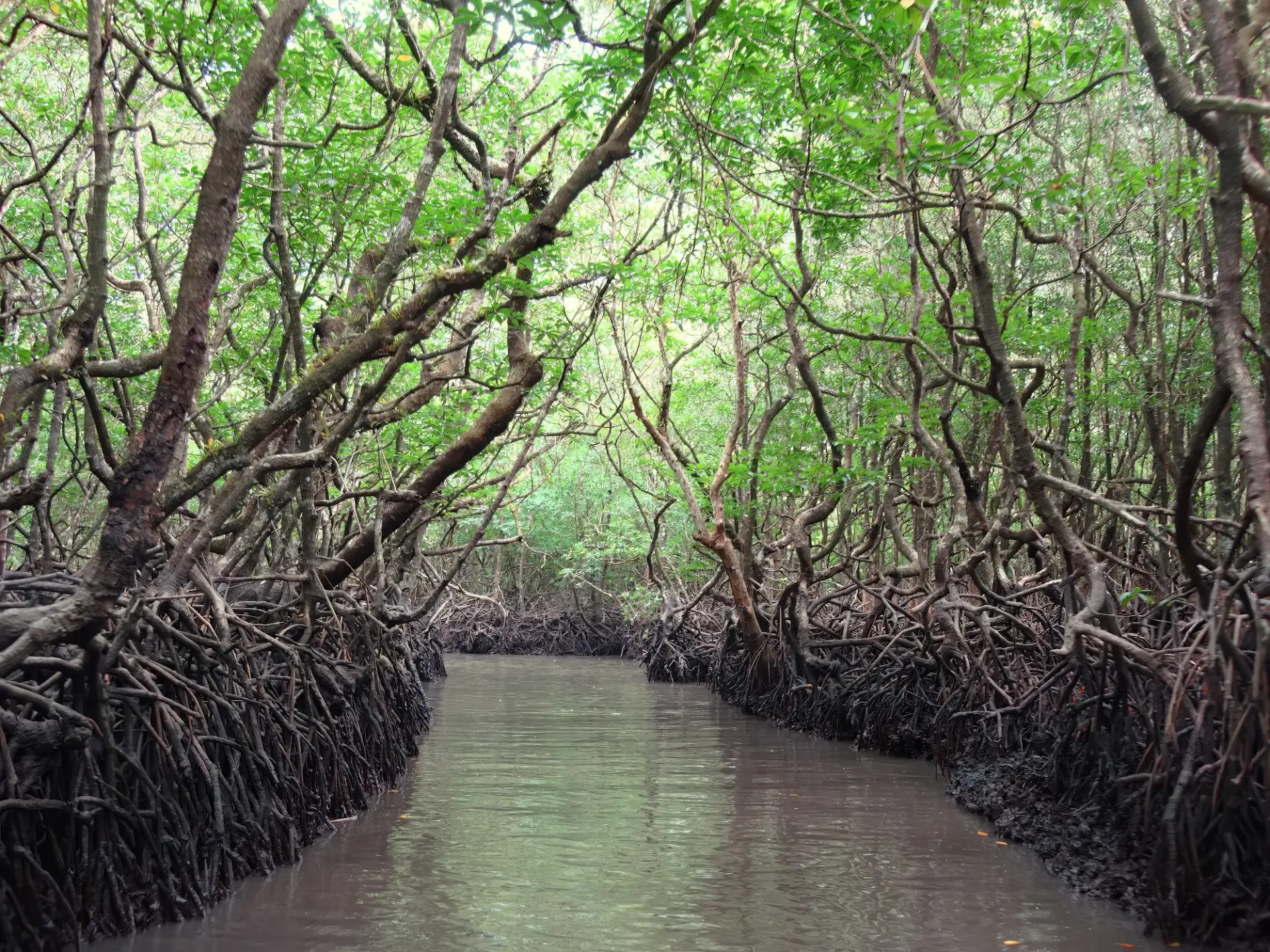Mangrove tunnels