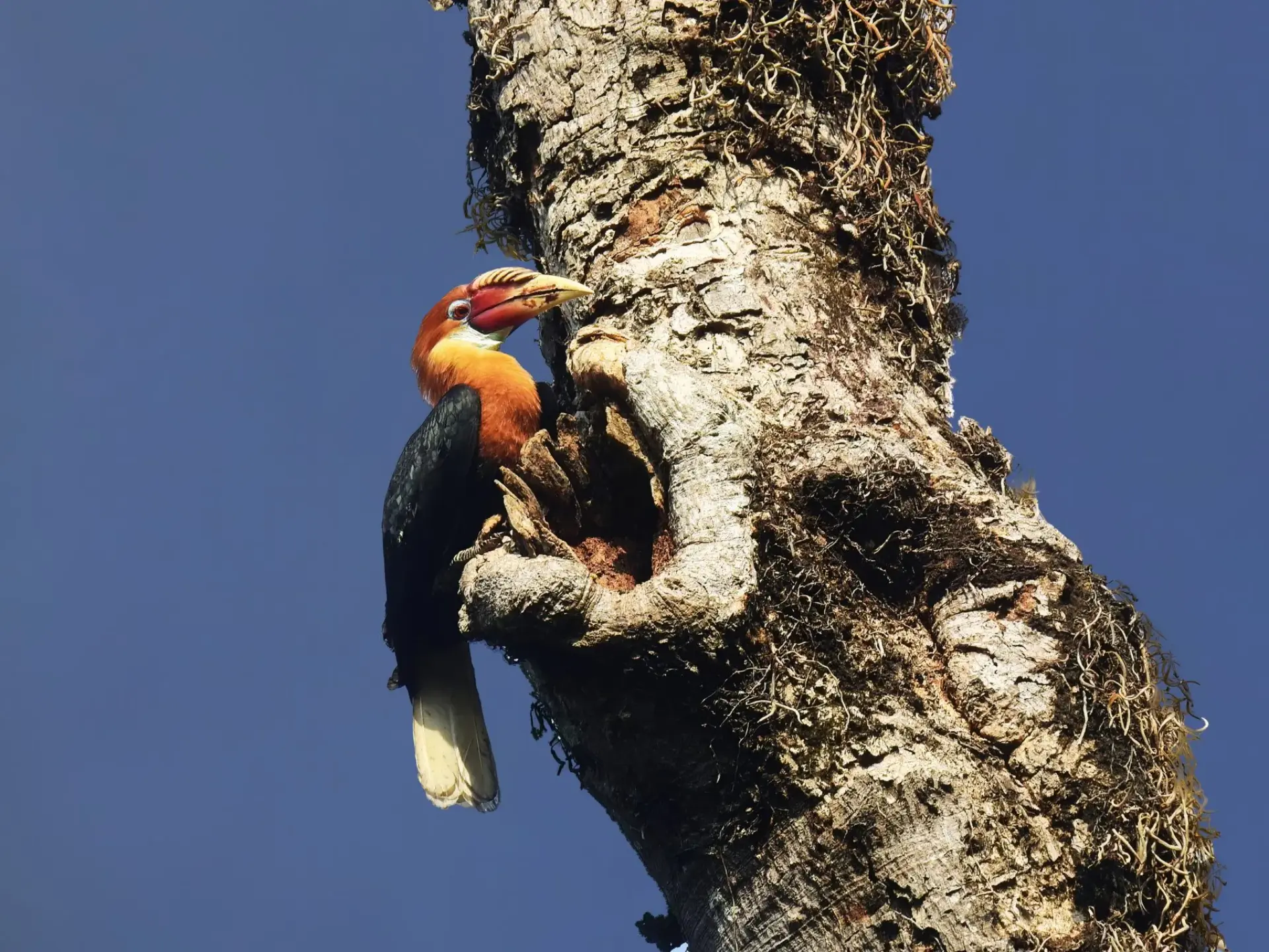 Rare hornbill